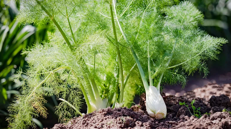 How To Easily Regrow Fennel For An Endless Supply Of Fresh Herbs