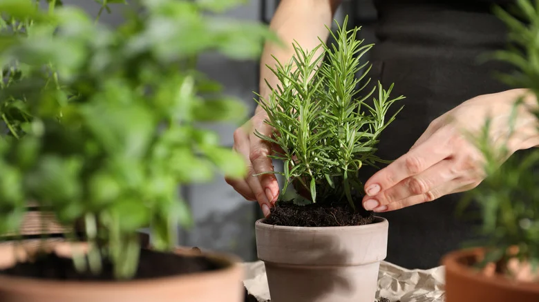 How To Easily Repot Your Rosemary So It Keeps Thriving
