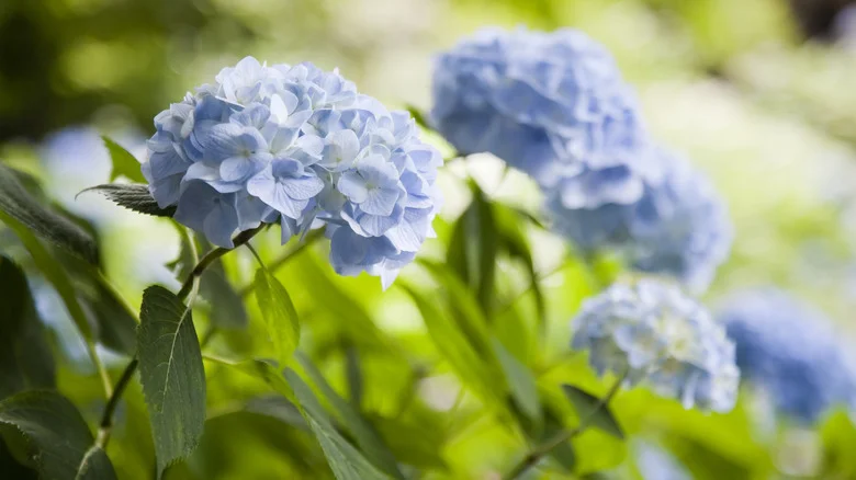 How To Eliminate The Threat Of Aphids Before They Harm Your Hydrangeas