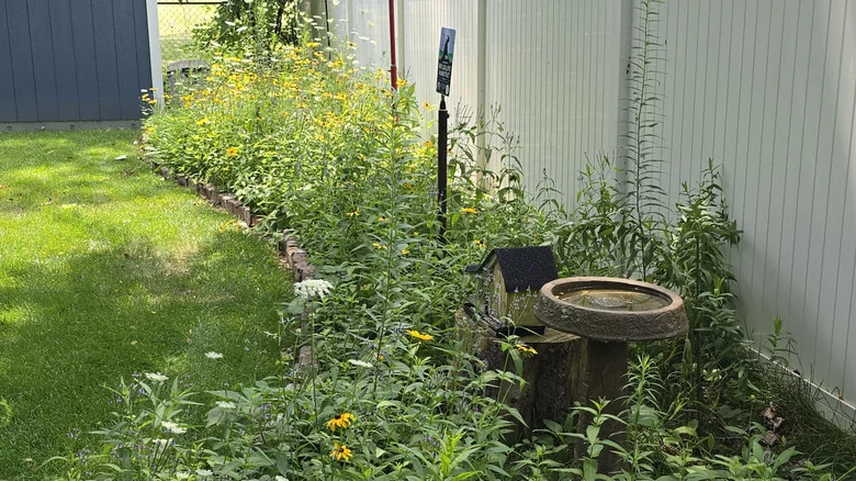 How To Embrace A Rewilding Landscape In Your Own Yard