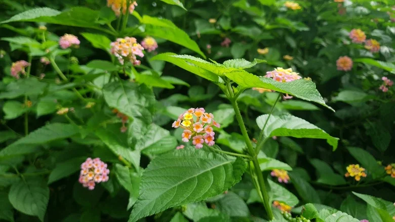 How To Enjoy Colorful Lantana In Your Yard Without It Taking Over