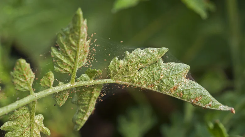 How To Eradicate Red Spider Mites Before They Destroy Your Cucumbers