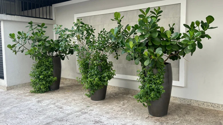 How To Fill Large Planters To Weigh Them Down For Stability