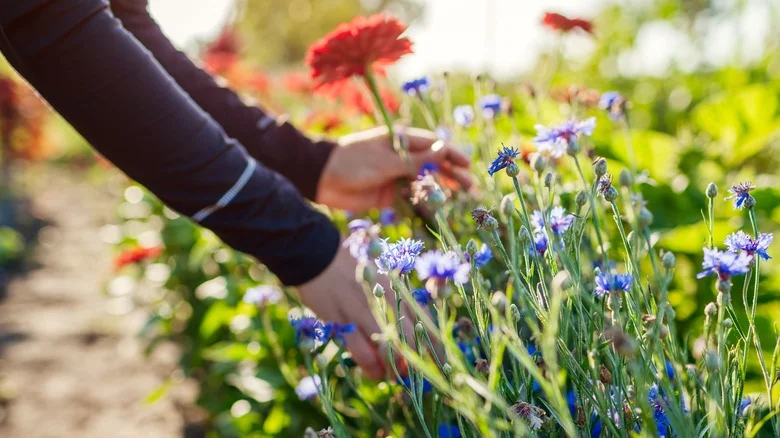 How To Gather Seeds From Your Late Summer Annuals To Plant Next Year