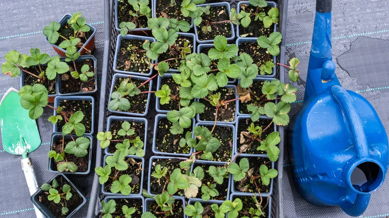 How To Germinate Strawberry Seeds (& Common Mistakes To Avoid)