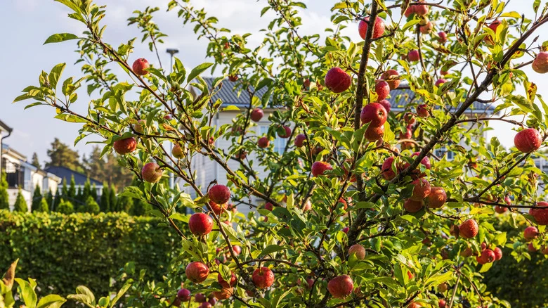 How To Get Rid Of Codling Moths On Your Apple Trees