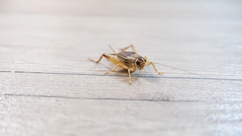 How To Get Rid Of Crickets In The House (And How Cinnamon Could Prevent Them)
