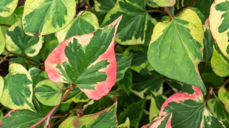 How To Get Rid Of Fast-Growing Chameleon Plants Before They Take Over Your Yard