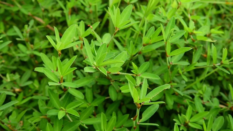 How To Get Rid Of Lespedeza Weed That’s Taken Over Your Garden Beds