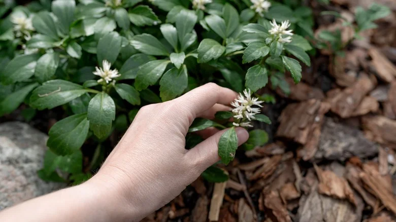 How To Get Rid Of Pachysandra If You’ve Mistakenly Planted It