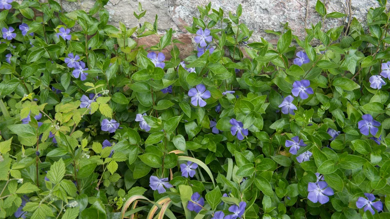 How To Get Rid Of Periwinkle If It Takes Over Your Garden