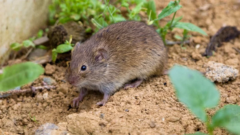 How To Get Rid Of Voles Using Unconventional Methods You Haven’t Tried
