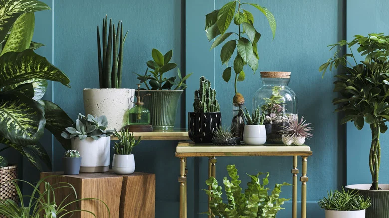 How To Grow A Mini Rainforest On A Ceramic Vase & How To Keep It Healthy
