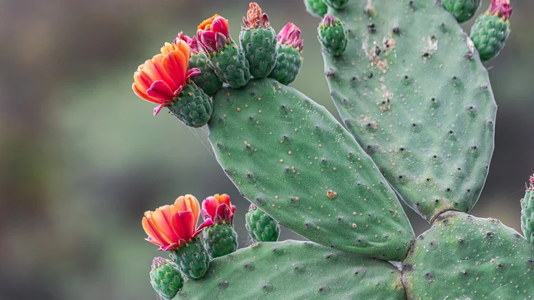 How To Grow A Prickly Pear Cactus For Gorgeous Pink Flowers