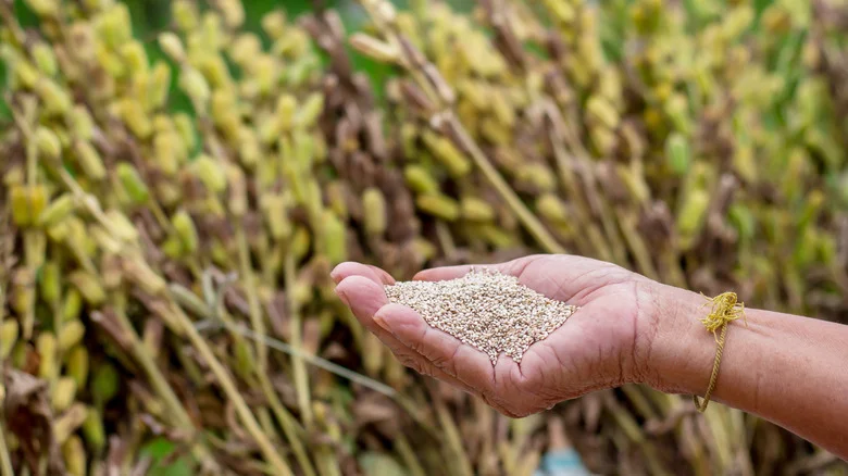 How To Grow A Sesame Seed Plant Of Your Very Own