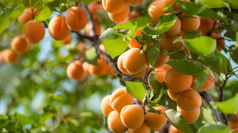 How To Grow An Apricot Tree From Seed (& Common Mistakes To Avoid)