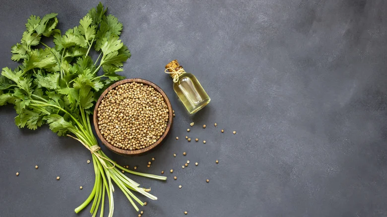 How To Grow And Care For Your Cilantro Plant