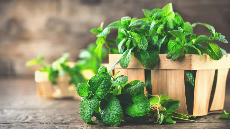 How To Grow And Take Care Of Peppermint Plants