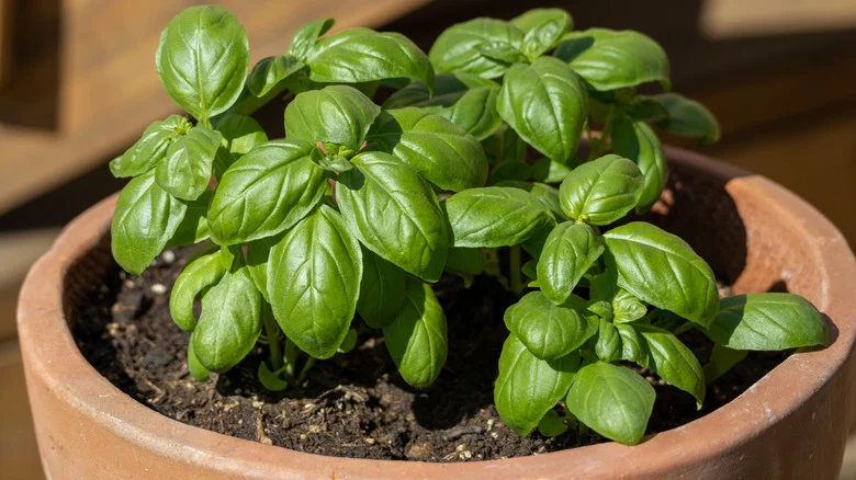 How To Grow Basil So You Have A Never Ending Supply Fresh From The Garden