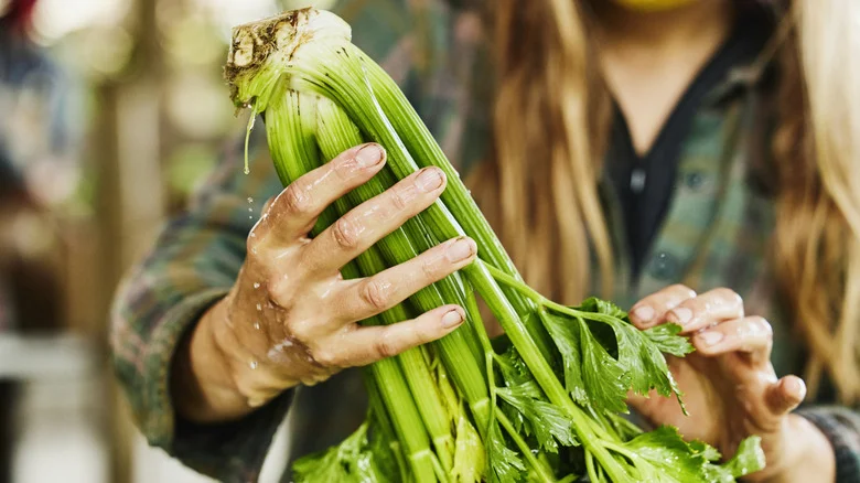 How To Grow Celery Successfully With Just Grocery Store Scraps