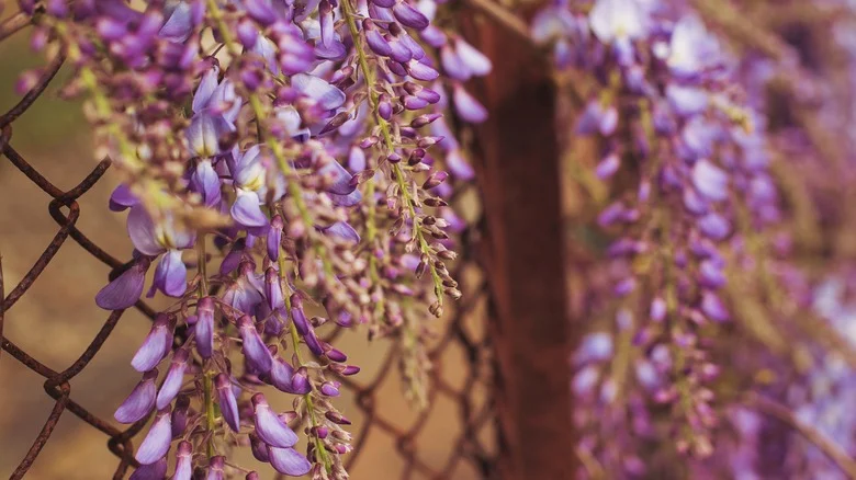 How To Grow Climbing Plants On A Chain Link Fence (& The Best Varieties To Use)