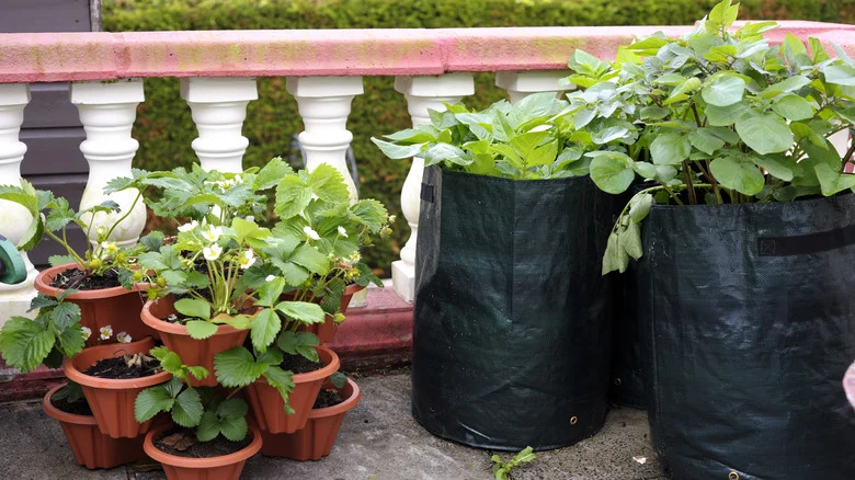 How To Grow Delicious Potatoes In Containers For A Fresh And Easy Harvest