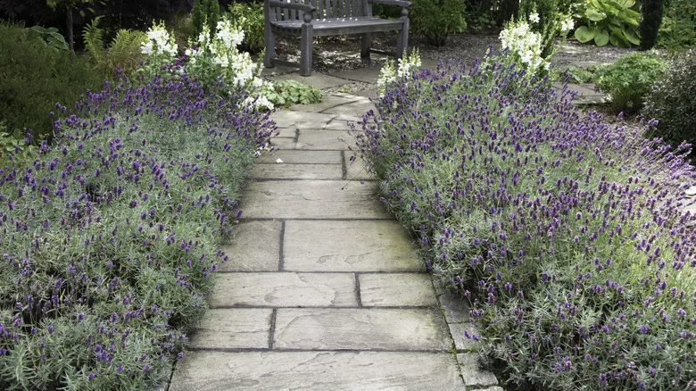 How To Grow Free Lavender For Your Garden By Harvesting Your Own Seeds