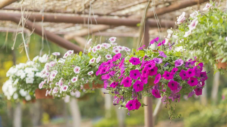 How To Grow Hanging Basket Flowers From Seed