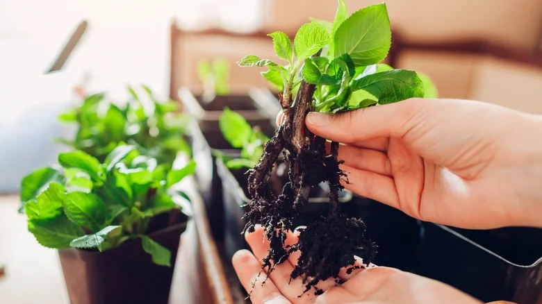 How To Grow Hydrangeas From Cuttings