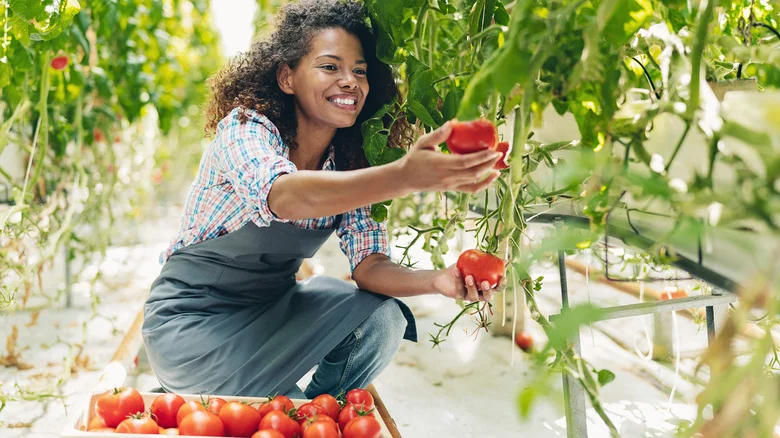 How To Grow Juicy Tomatoes From Seed To Bring Some Flavor To Your Garden