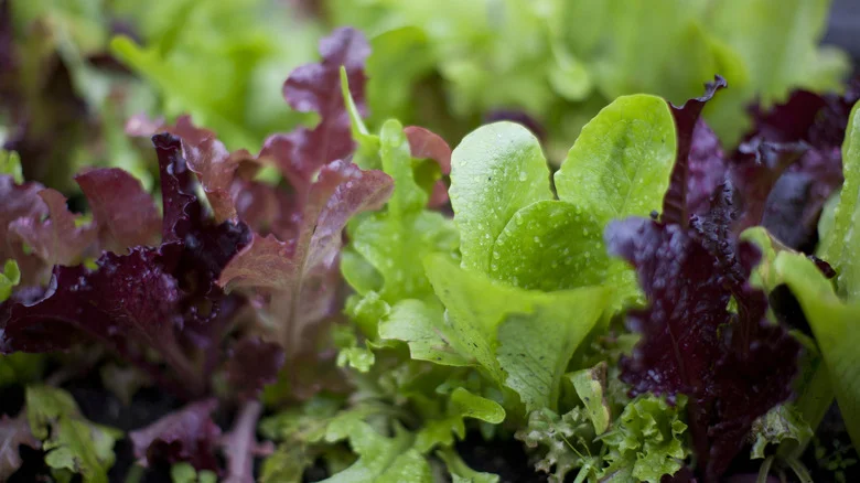 How To Grow Lettuce Indoors Year Round Without A Garden