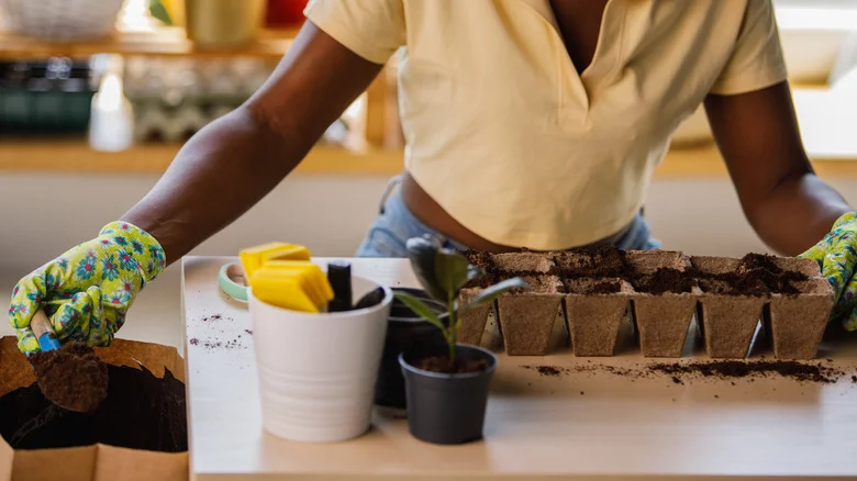 How To Grow Micro Tomatoes From Seeds Through The Winter Months
