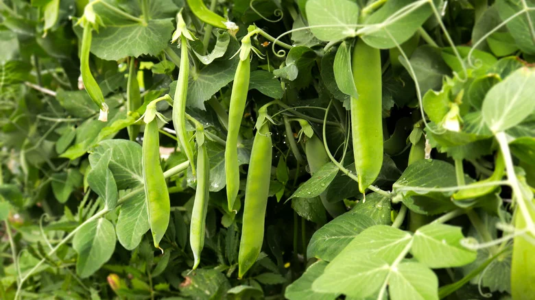How To Grow More Fruitful Pea Pods With The Help Of This Fertilizer