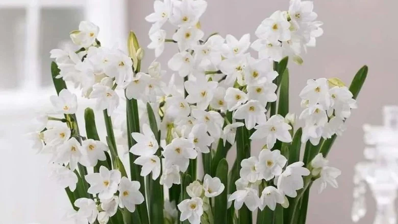 How To Grow Paperwhites Indoors For Beautiful Winter Blooms