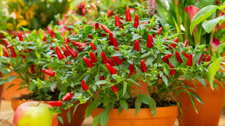 How To Grow Pepper Plants In Containers For A Bountiful Harvest In A Small Space