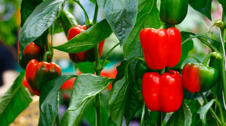 How To Grow Pepper Plants Upside Down (And Why You’d Want To)