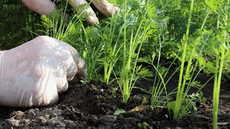 How To Grow Purple Carrots: The Unique Addition That’ll Add Appeal To Your Garden