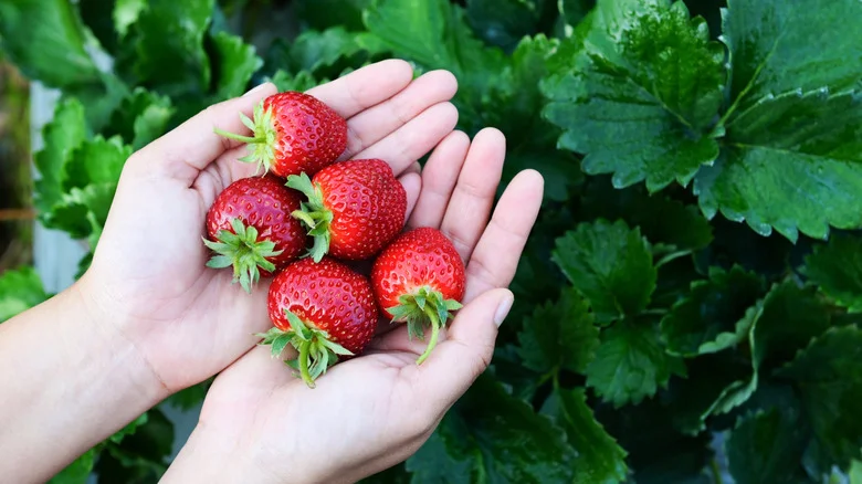 How To Grow Strawberries If You Don’t Have Space For A Garden Bed