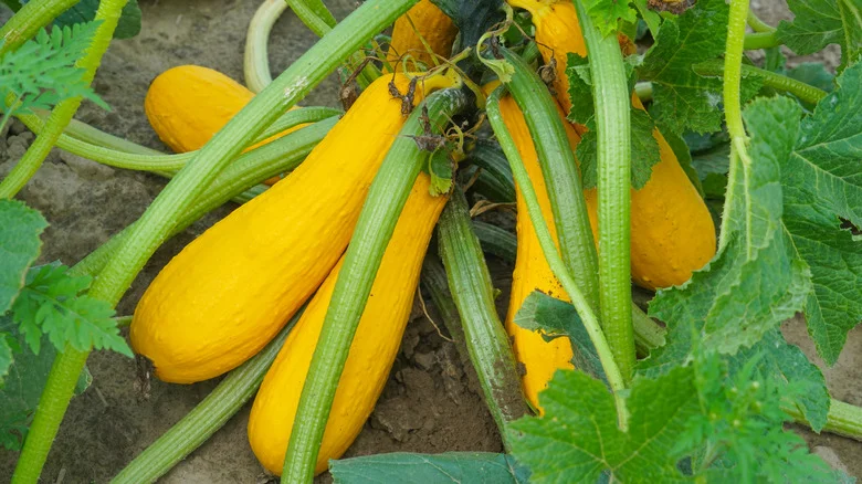 How To Grow Summer Squash From Seed For A Bountiful Harvest