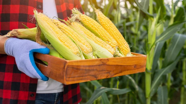 How To Grow Sweet Corn In Your Garden For A Tasty Golden Harvest
