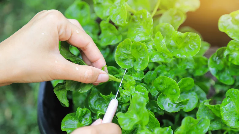 How To Grow Watercress In Containers To Avoid Invasion & Add To Your Kitchen