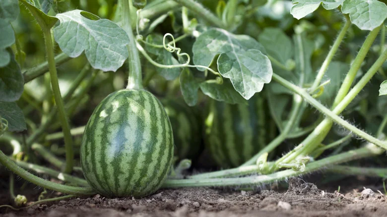 How To Grow Watermelon From Seed For A Deliciously Juicy Harvest