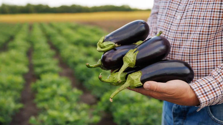 How To Harvest Eggplant From The Garden For The Best Flavor
