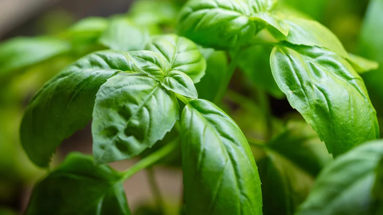 How To Harvest Seeds From Your Basil To Have An Endless Supply