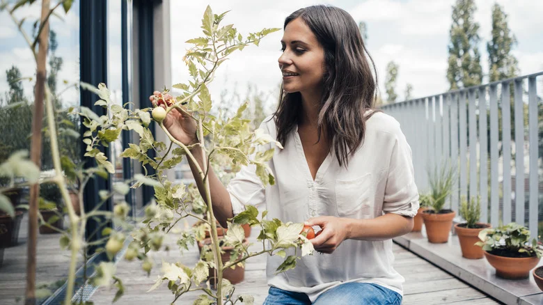 How To Help Your Tomato Plants Flourish When They’ve Started Flowering