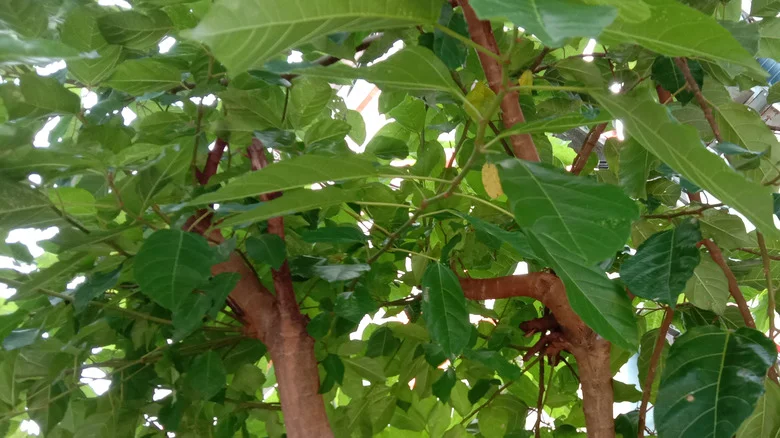How To Help Your Trees That Aren’t Supplying Fruit?