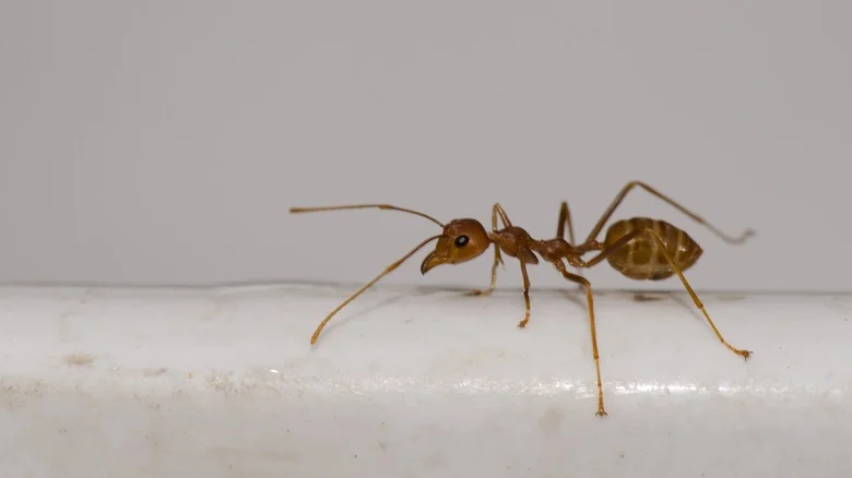 How To Identify And Get Rid Of Crazy Ants In Your Yard