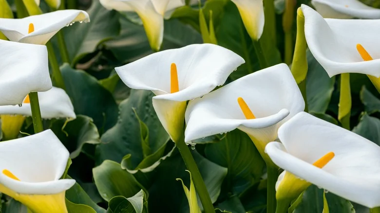 How To Keep Calla Lilies Looking Fresh While Blooming This Summer