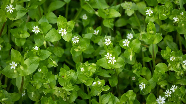 How To Keep Chickweed Out Of Your Lawn For Good