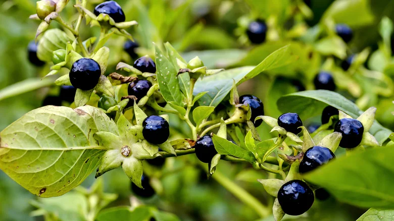 How To Keep Dangerous Black Nightshade Out Of Your Garden